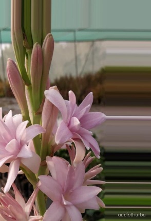 augmented_Polianthes tuberosa flower7_0_4962.jpeg